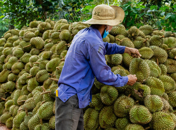 áp dụng béc tưới phun cho sầu giúp bà con đặt được năng suất cao